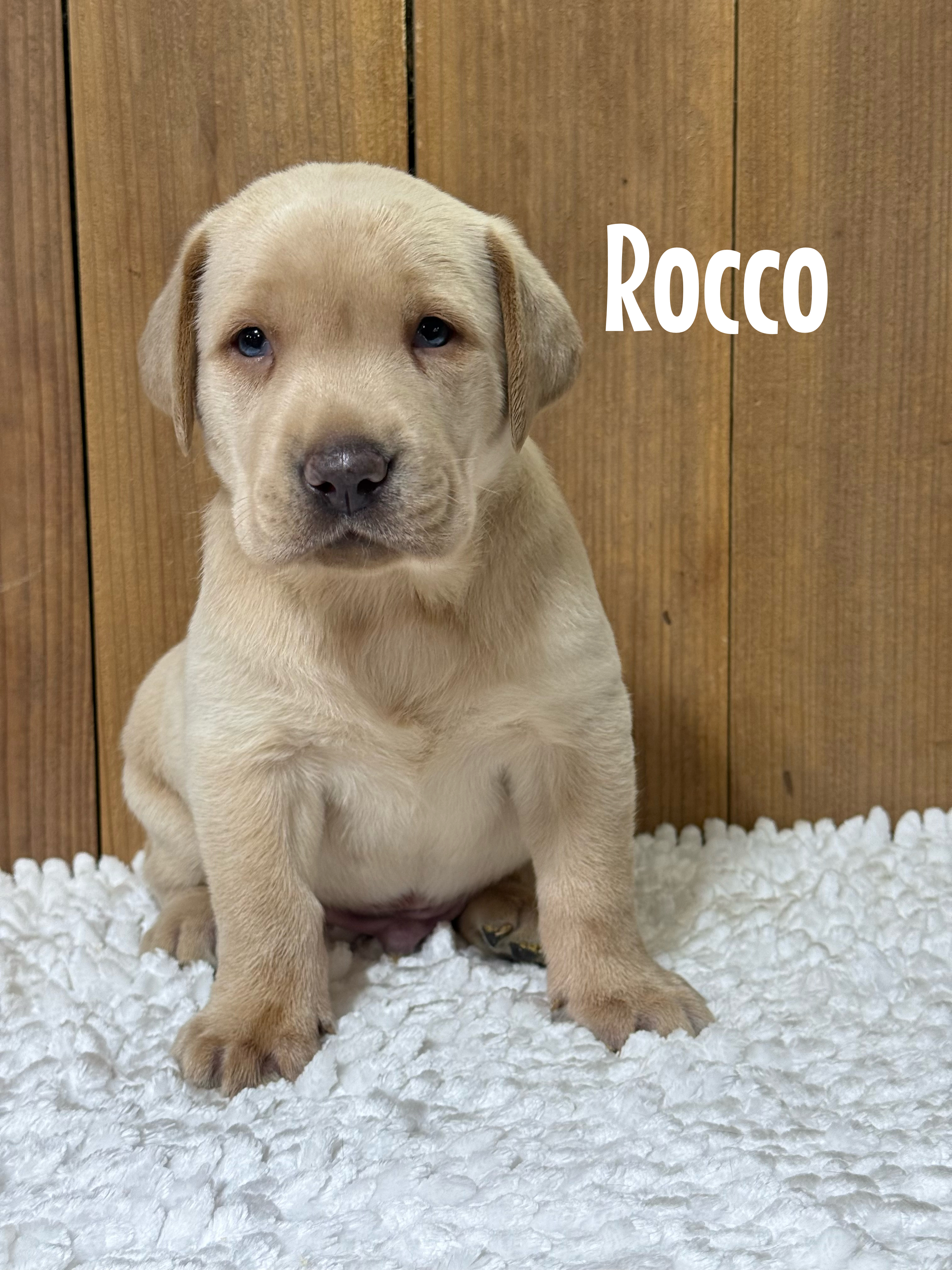 Rocco 1